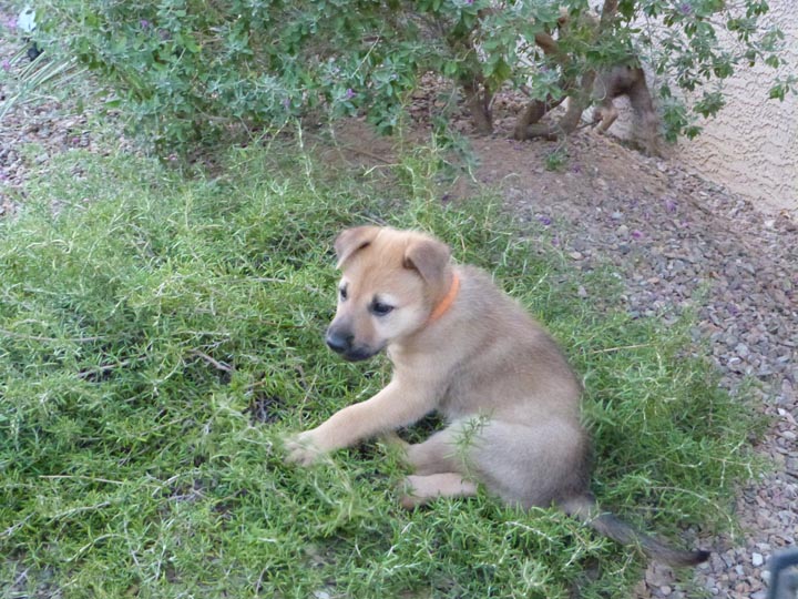 chinook dog